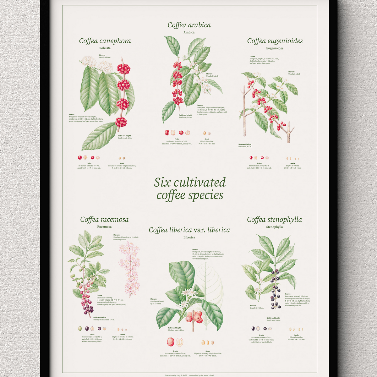 Six Cultivated Coffee Species botanical drawing print