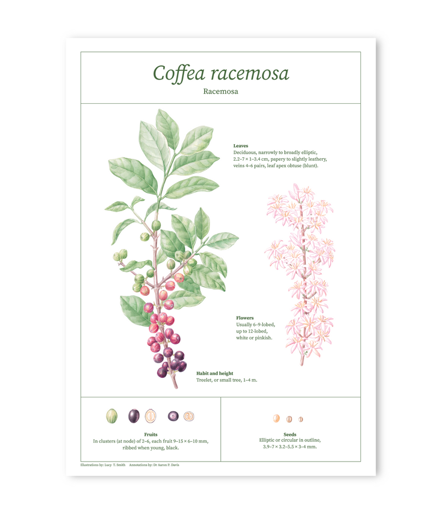Racemosa botanical drawing print