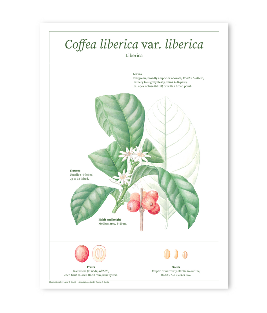 Liberica botanical drawing print