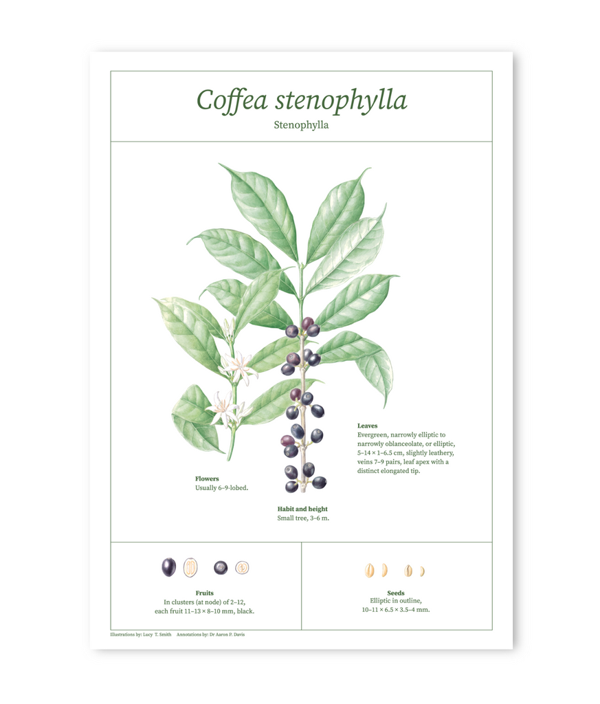 Stenophylla botanical drawing print