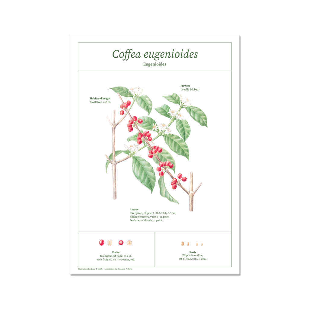 Eugenioides botanical drawing print